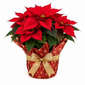 Christmas Plants and Flowers