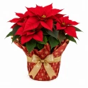 Christmas Plants and Flowers